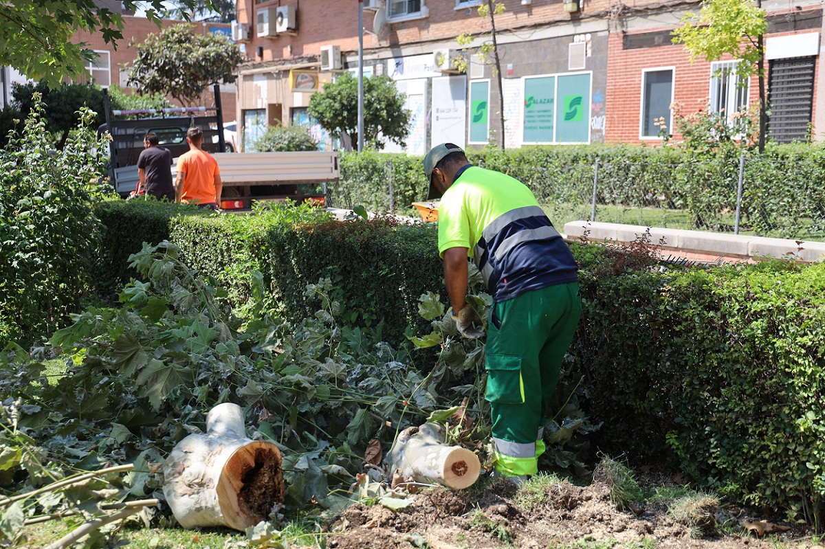Operario talando un árbol