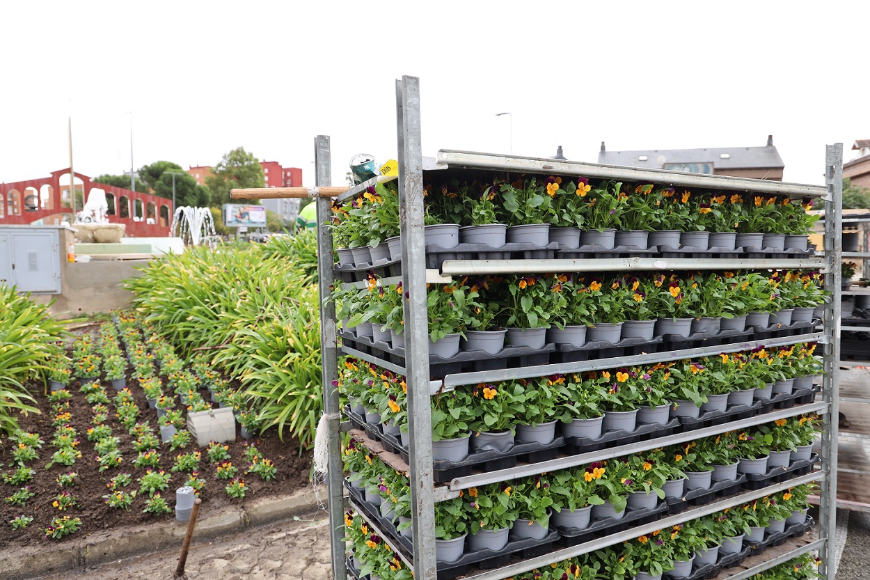 Plantación de flores en El Naranjo