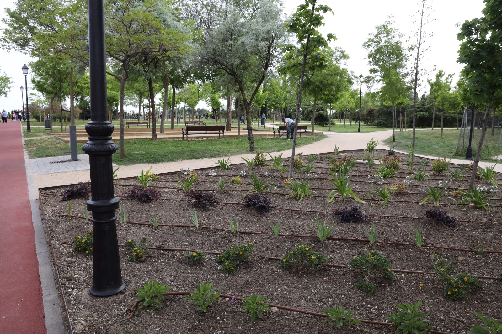 Imagen de un parque con árboles plantas y un camino asfaltado