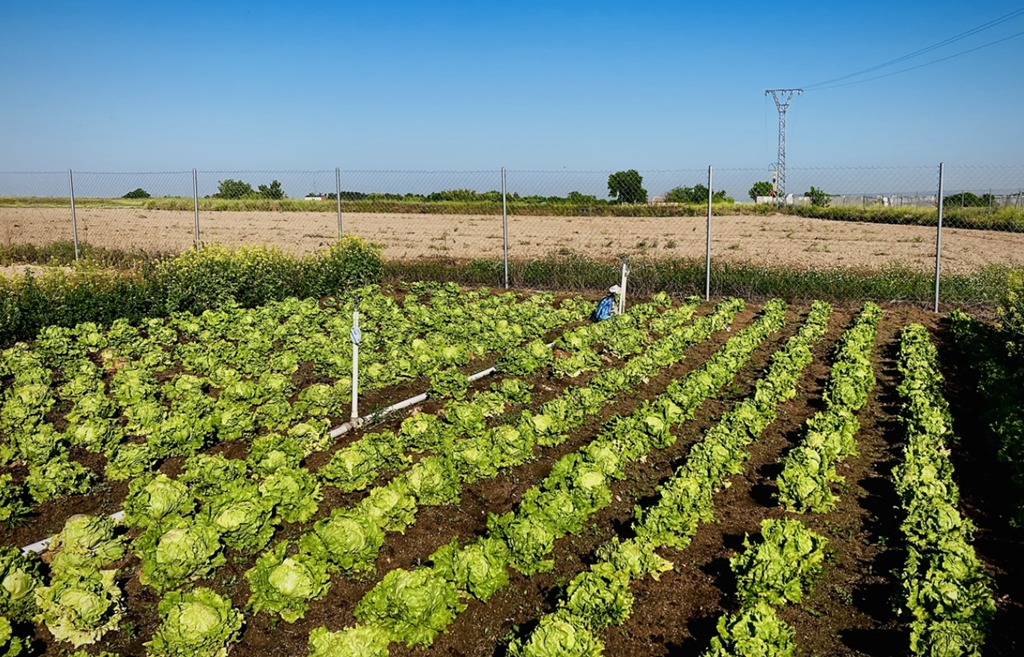 Cultivos en el Parque Agrario