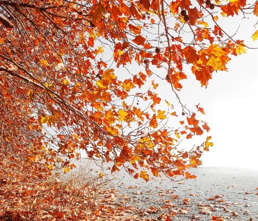 Hojas de un árbol en otoño