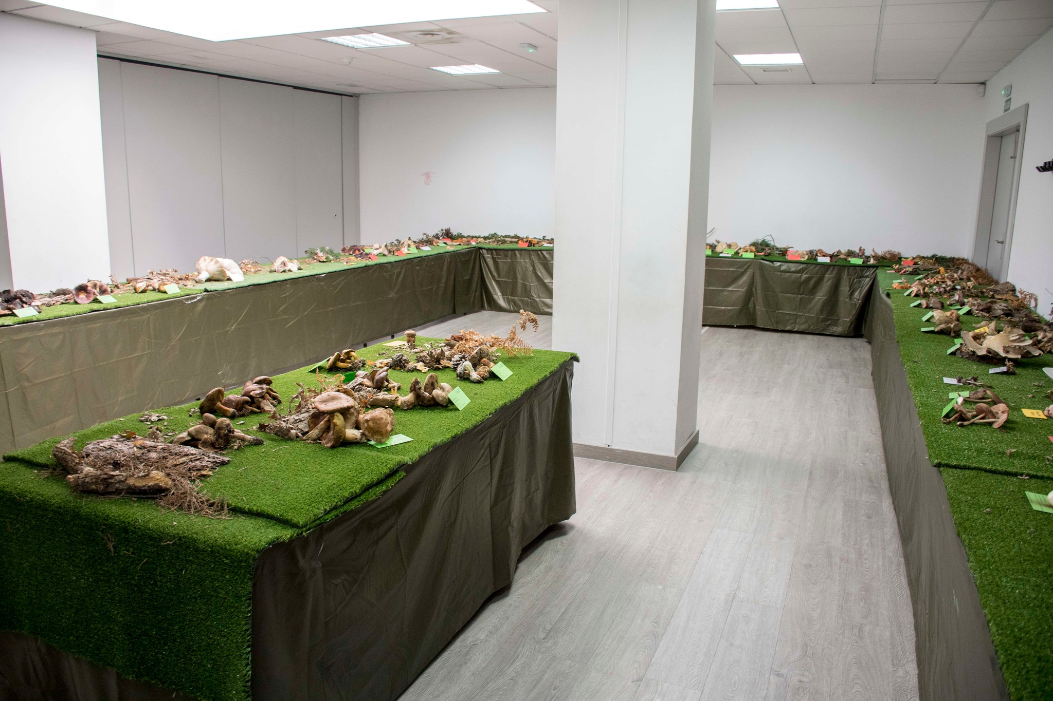 Jornadas Micológicas de Fuenlabrada