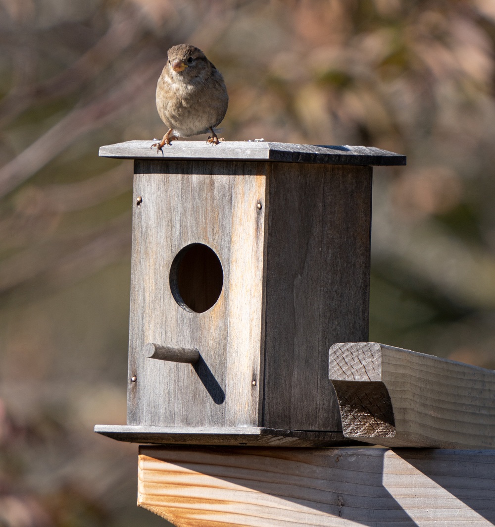 Gorrión sobre una caja-nido