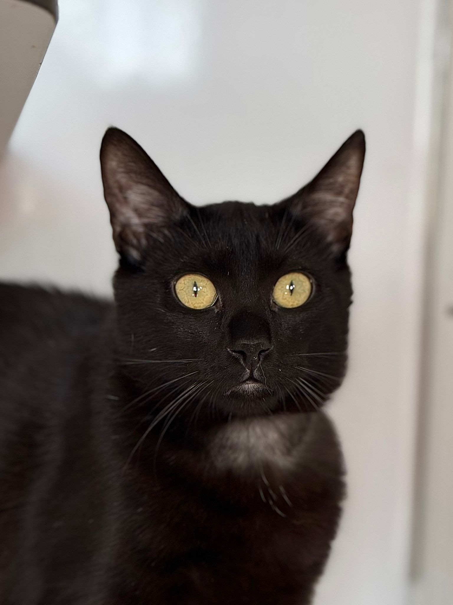 El gato Flut espera ser adoptado en el Centro de Protección Animal