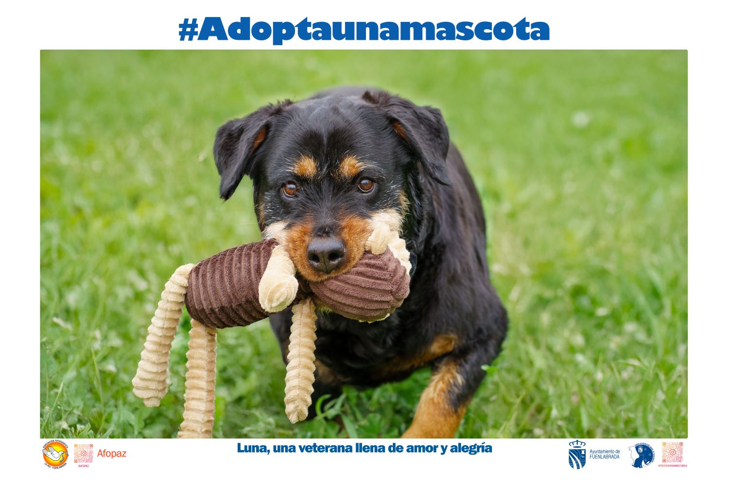 Imagen de uno de los perros de la campaña