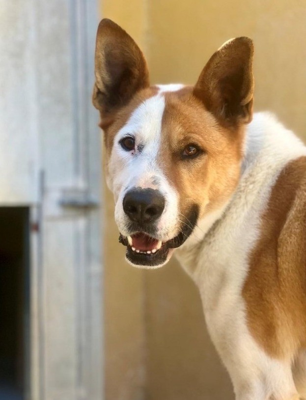 El perro Marley espera ser adoptado en el Centro de Protección animal