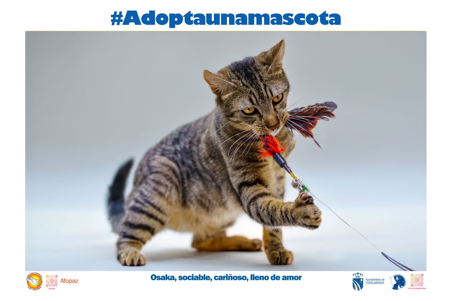 Cartel de la campaña con la imagen de un gato