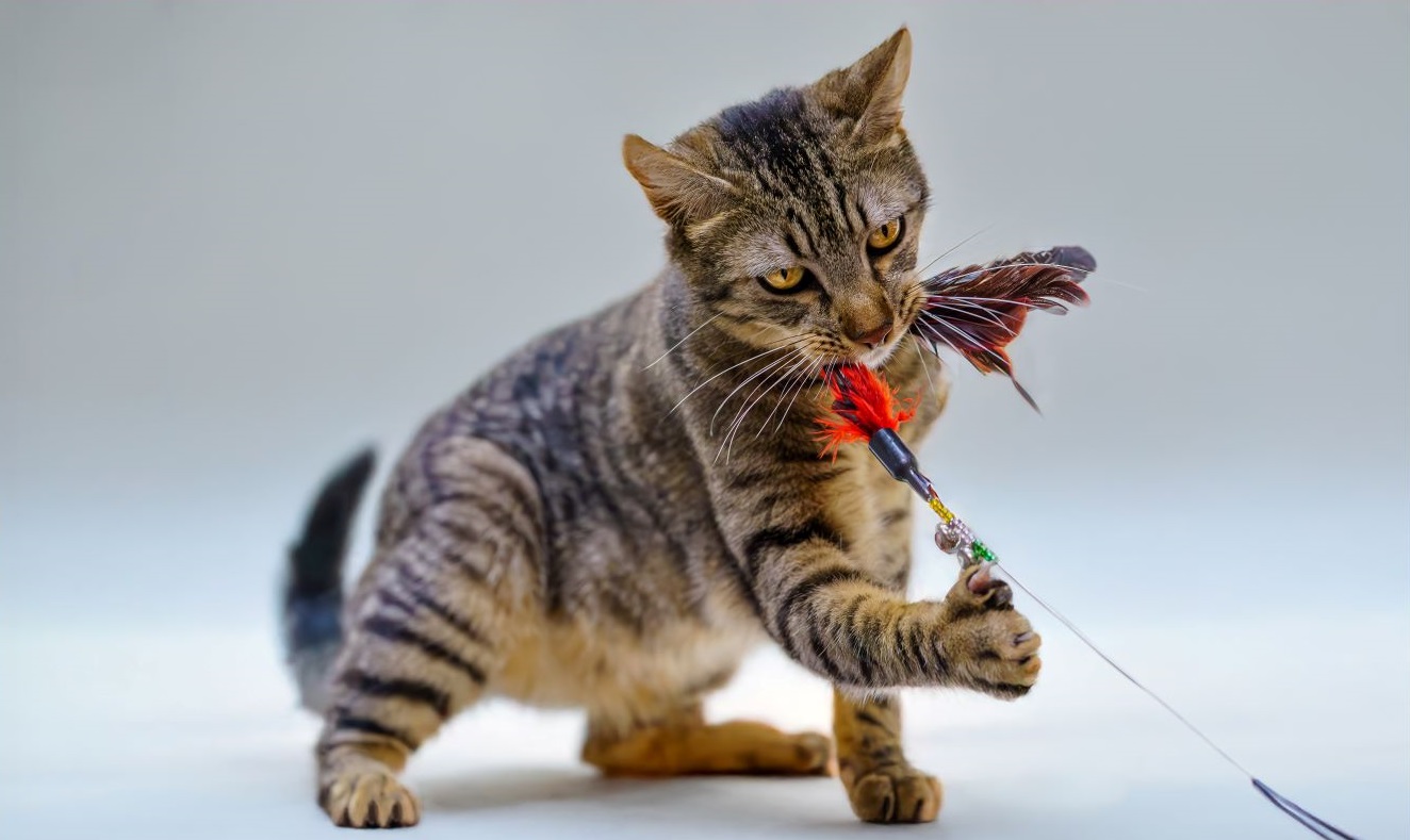 Imagen de un gato 