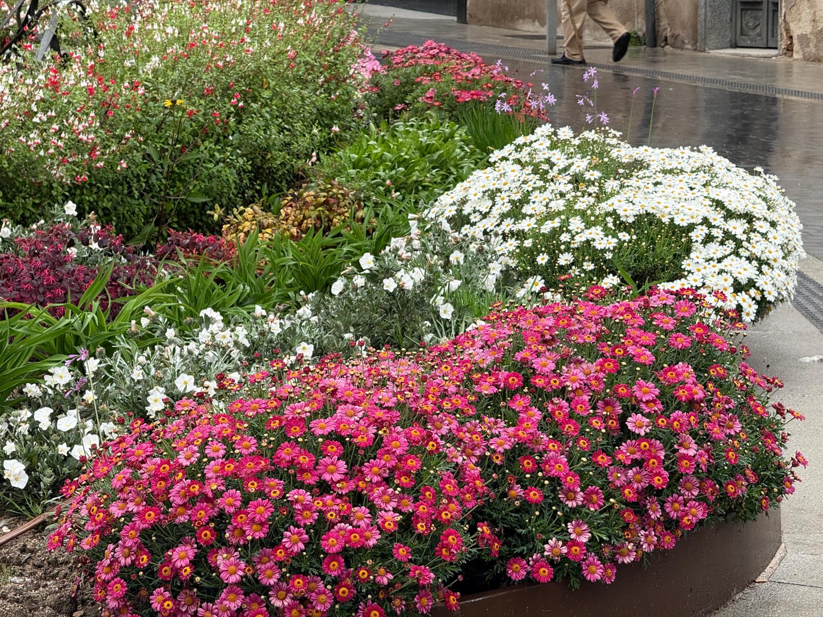 Flores en una plaza de Fuenlabrada