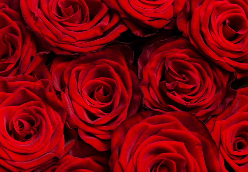 Rosas