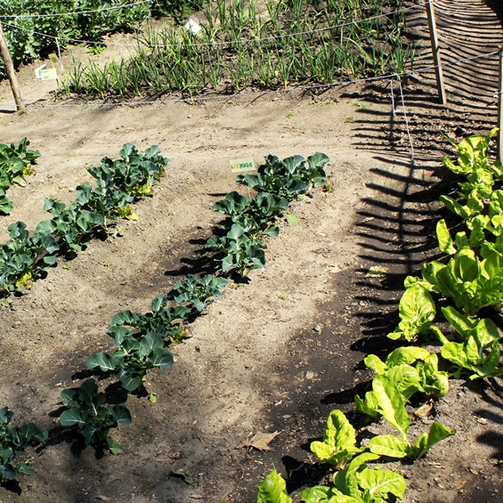 plantas en los surcos del huerto