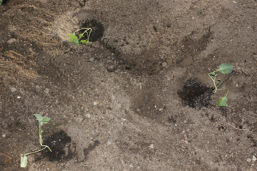 Tres plantas en un cultivo plano con hoyos