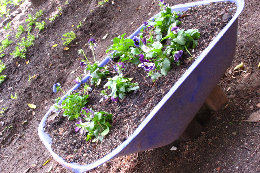 Plantas cultivadas en una bañera de bebé