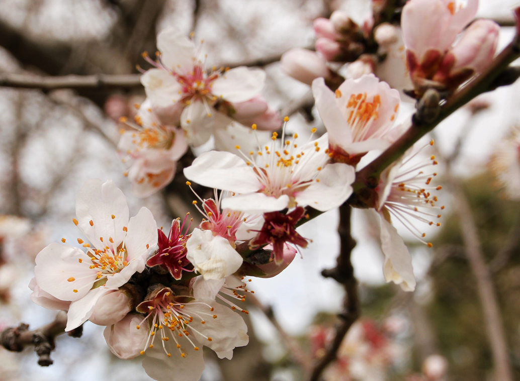 Flor de almendro