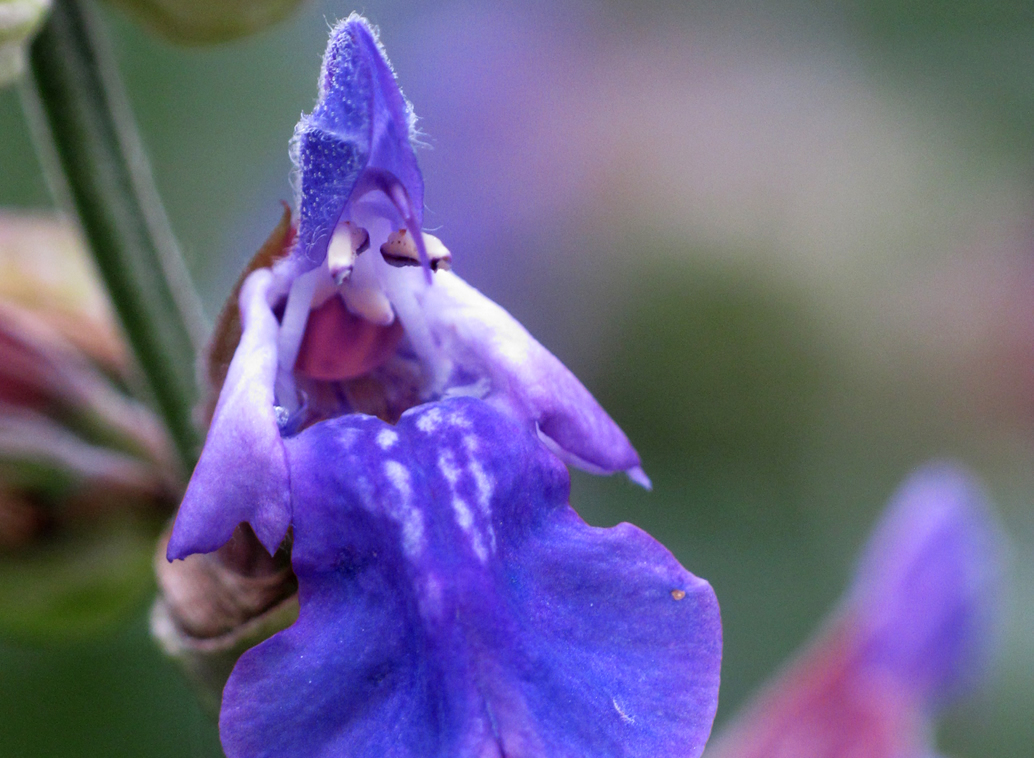 Salvia