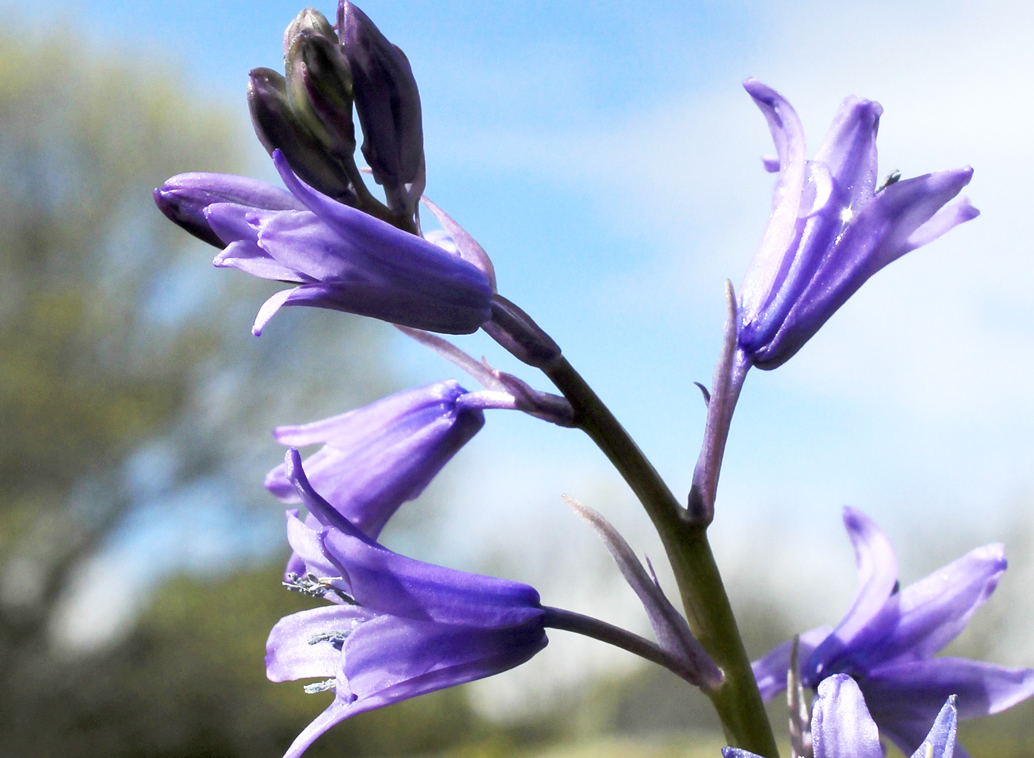 Flores violetas
