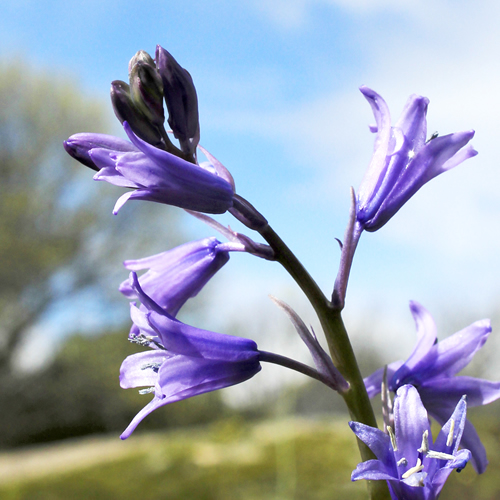 Flores moradas