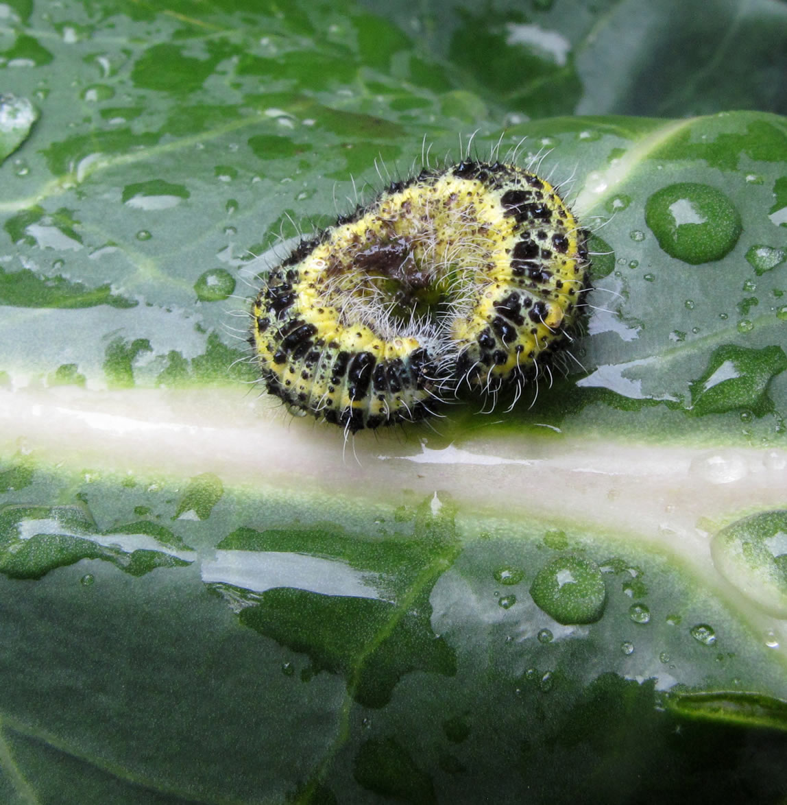 Oruga sobre una hoja