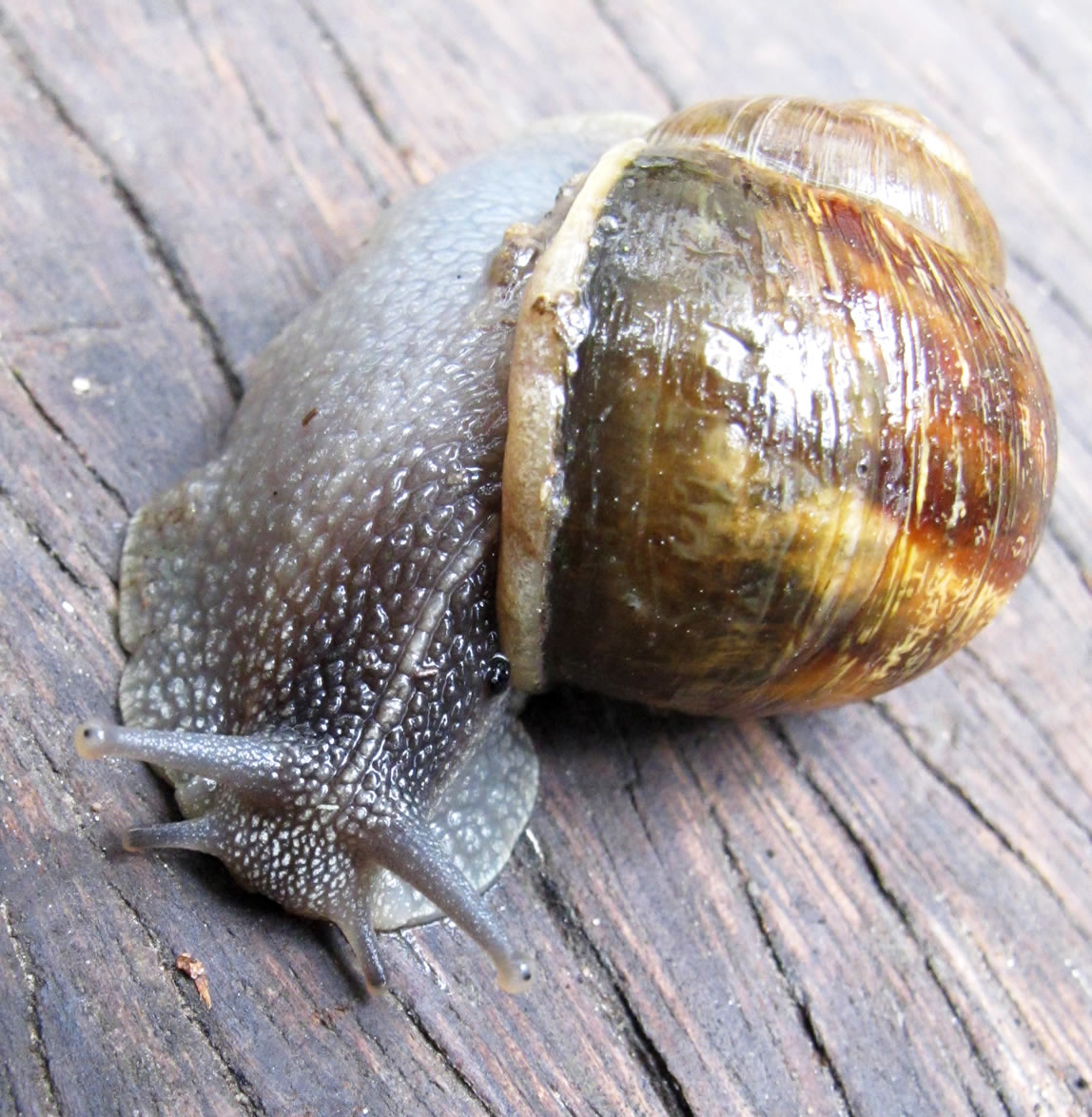 Caracol