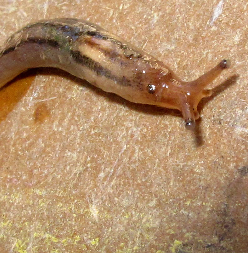 Babosa