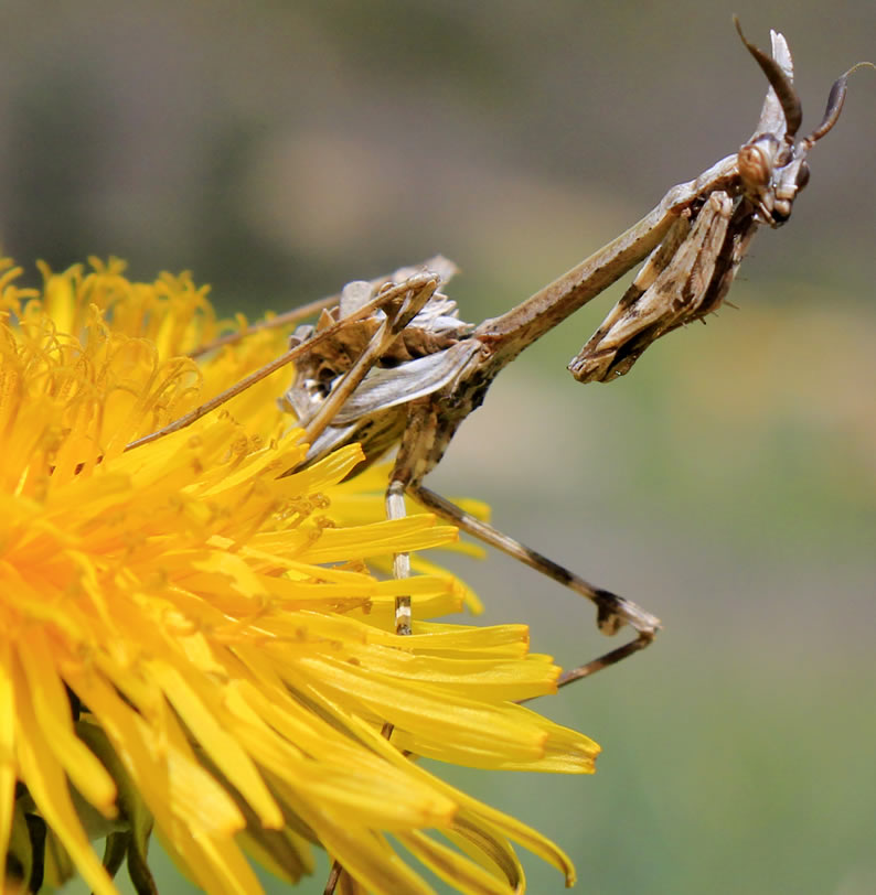 Mantis religiosa