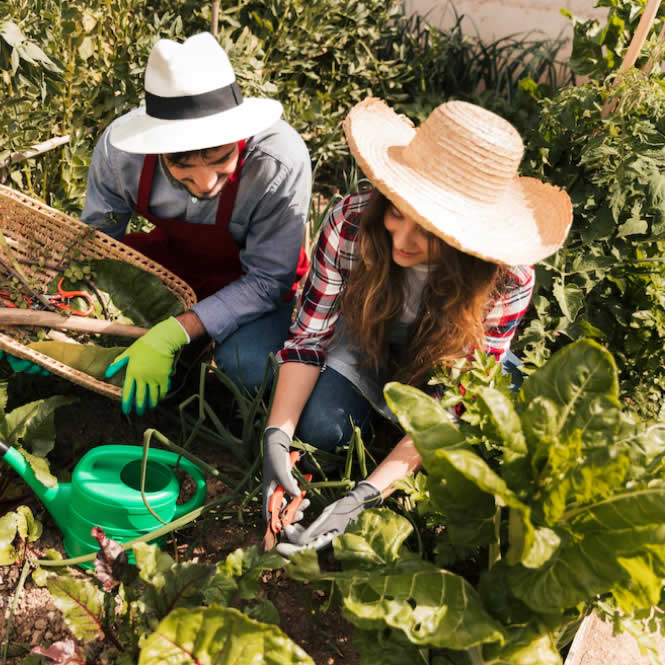Dos personas trabajando en un huerto