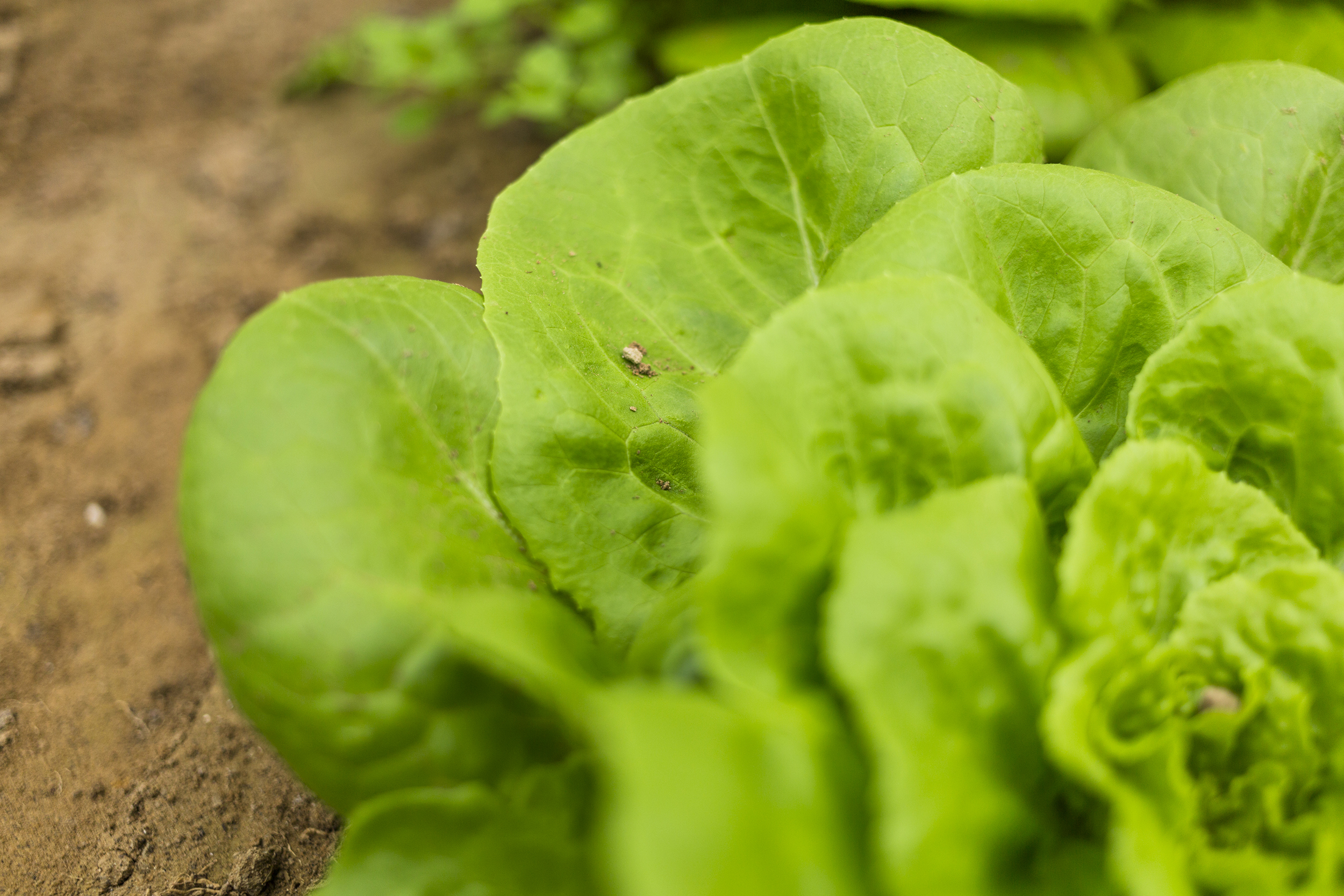 Lechuga de los huertos escolares de Fuenlabrada