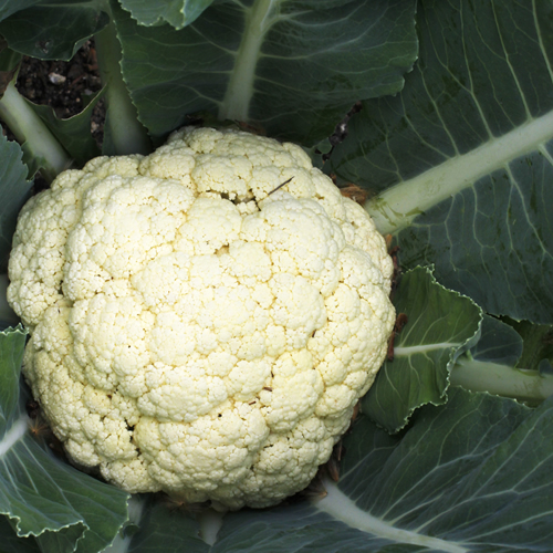 Coliflor