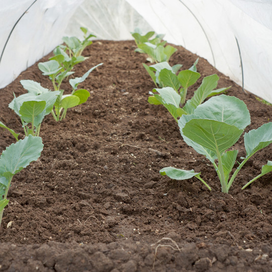 plantas cultivadas en un invernadero