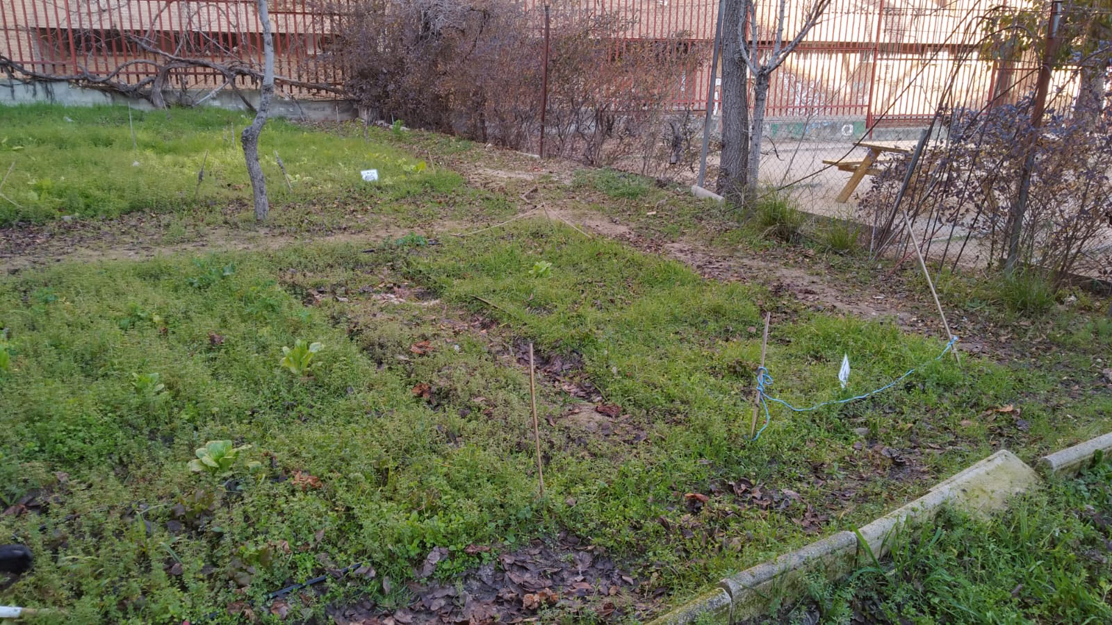 Otra zona del huerto del C.E.I.P. Benito Pérez Galdós