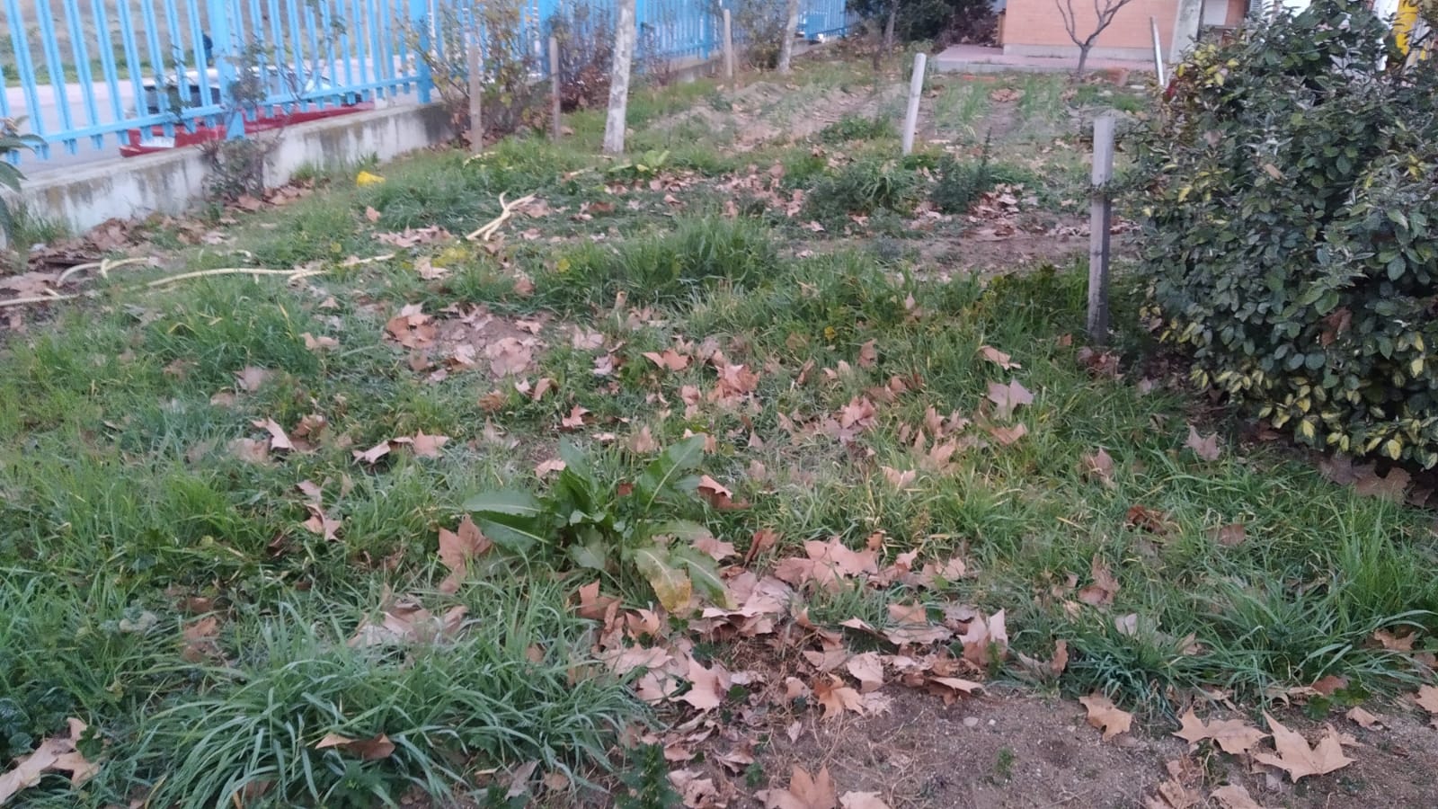 Detalle del huerto del C.E.I.P. Dulce Chacón sin labrar