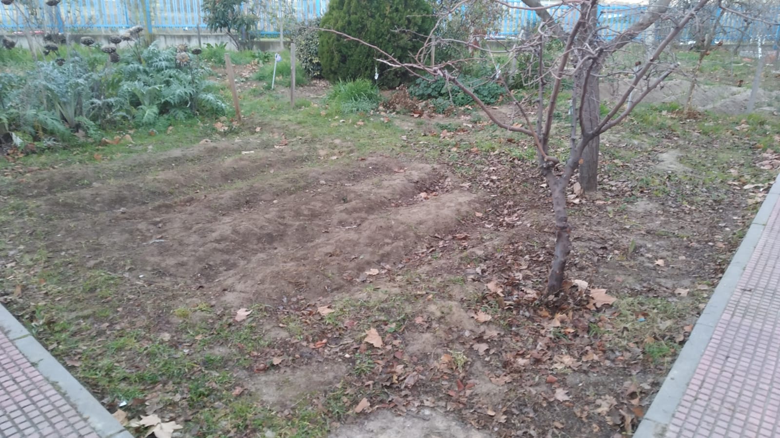 Inicio de la limpieza del huerto del C.E.I.P. Dulce Chacón