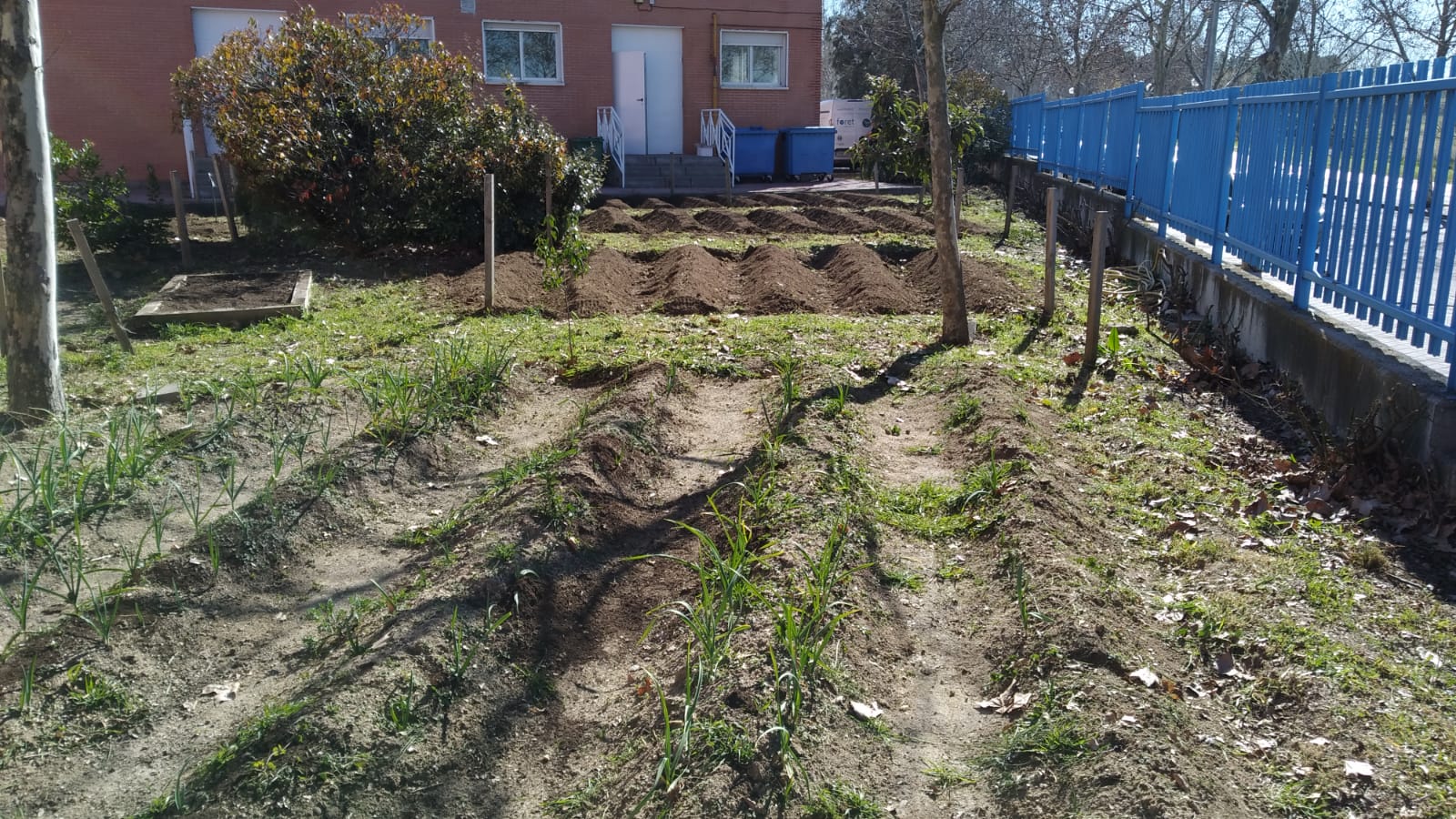 Detalle del huerto del C.E.I.P. Dulce Chacón labrado