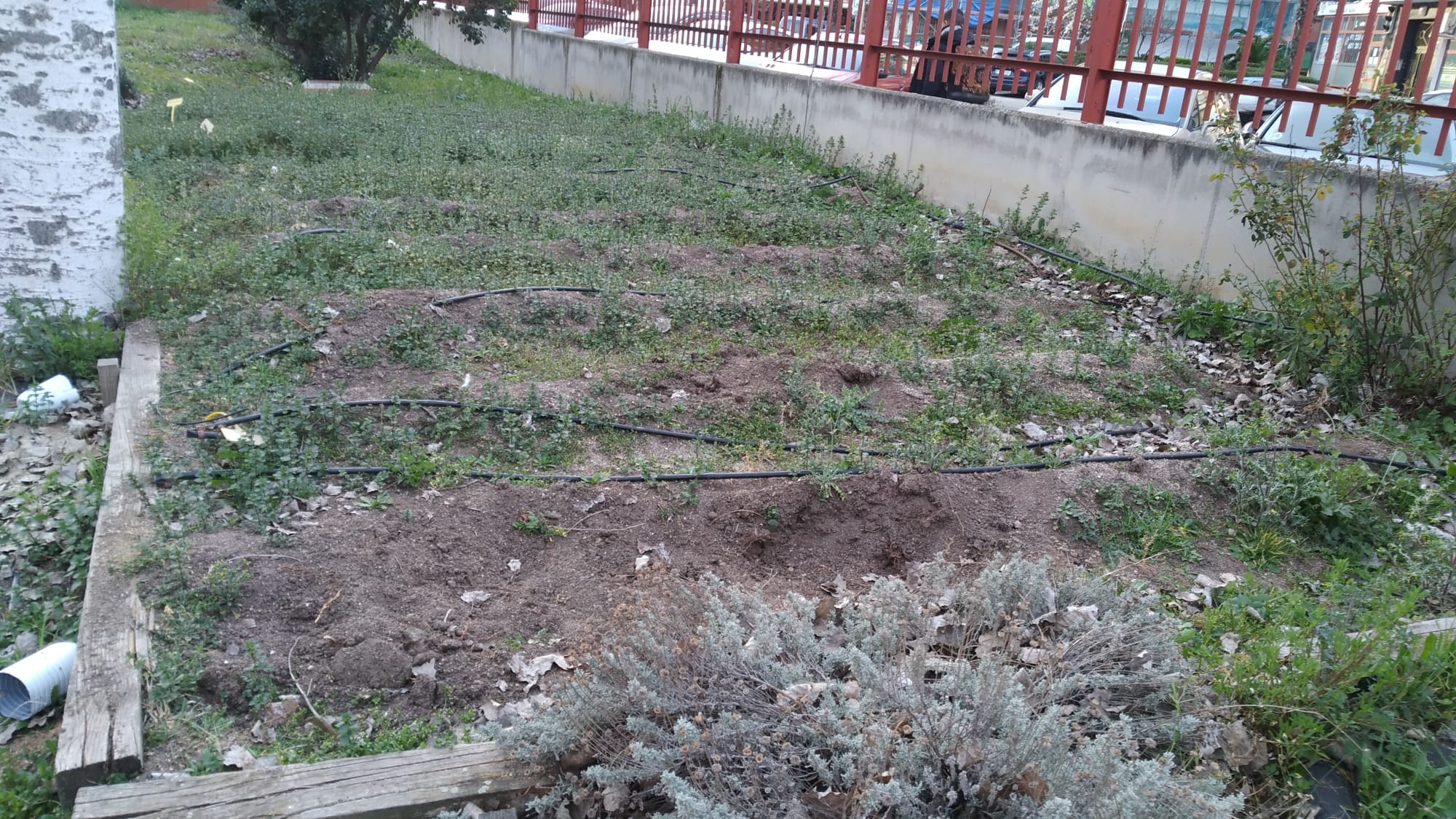 Otro detalle del bancal sin labrar en el huerto del C.E.I.P. Giner de los Ríos