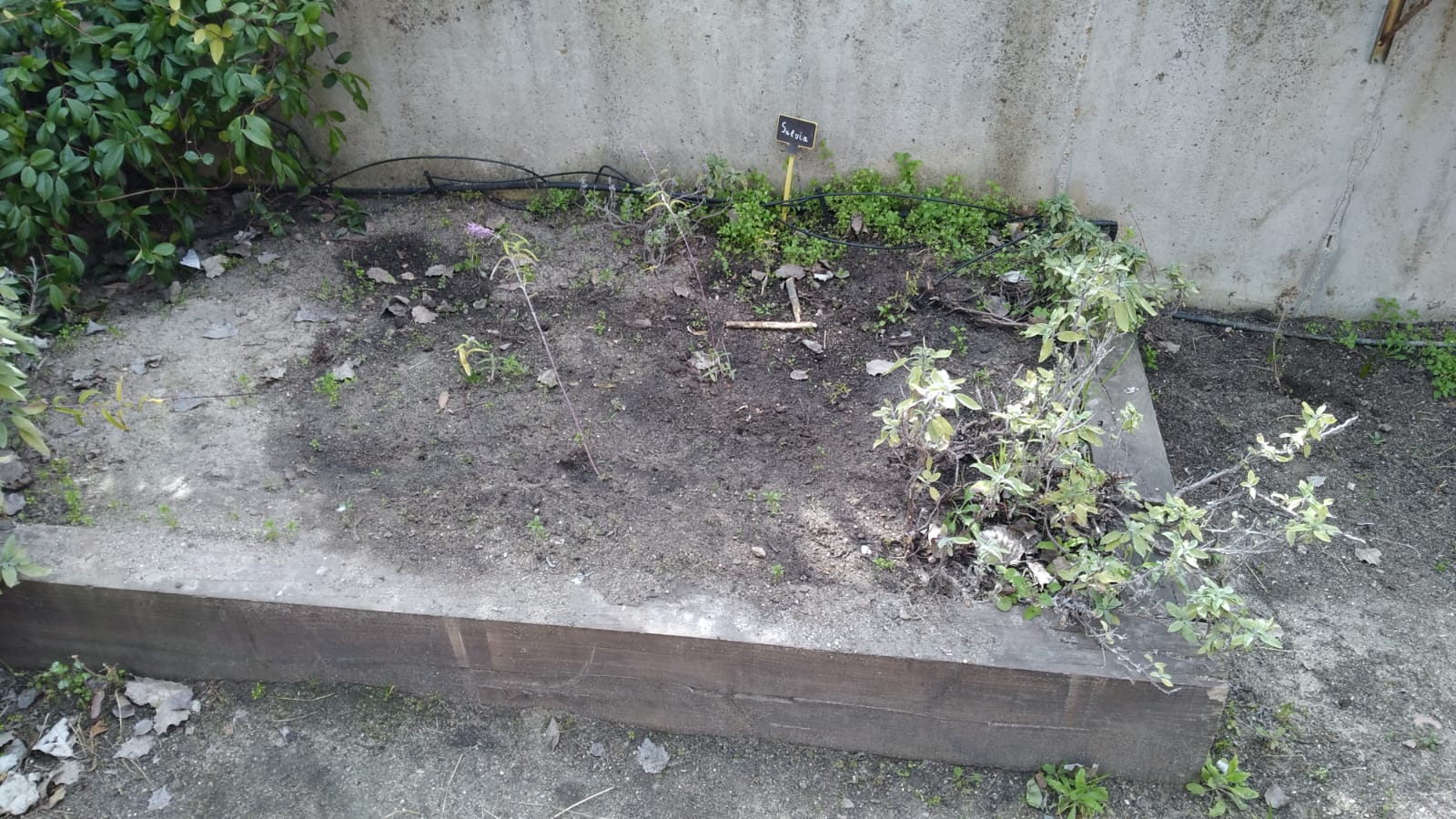 Detalle de un bancal con plantas aromáticas sin labrar en el huerto del C.E.I.P. John Lennon