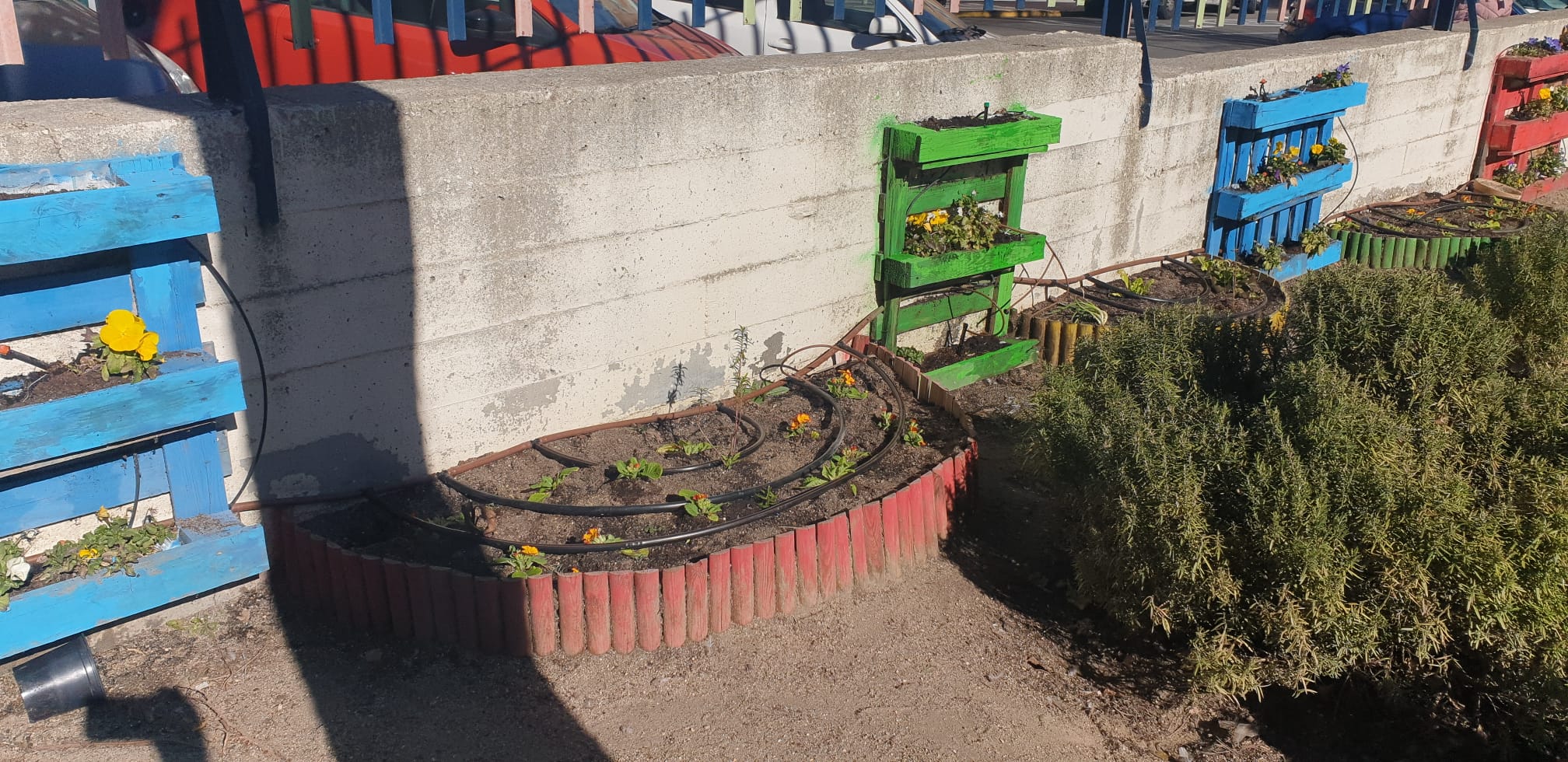 Detalle de plantas en palés en el huerto del C.E.I.P. Miguel Hernández