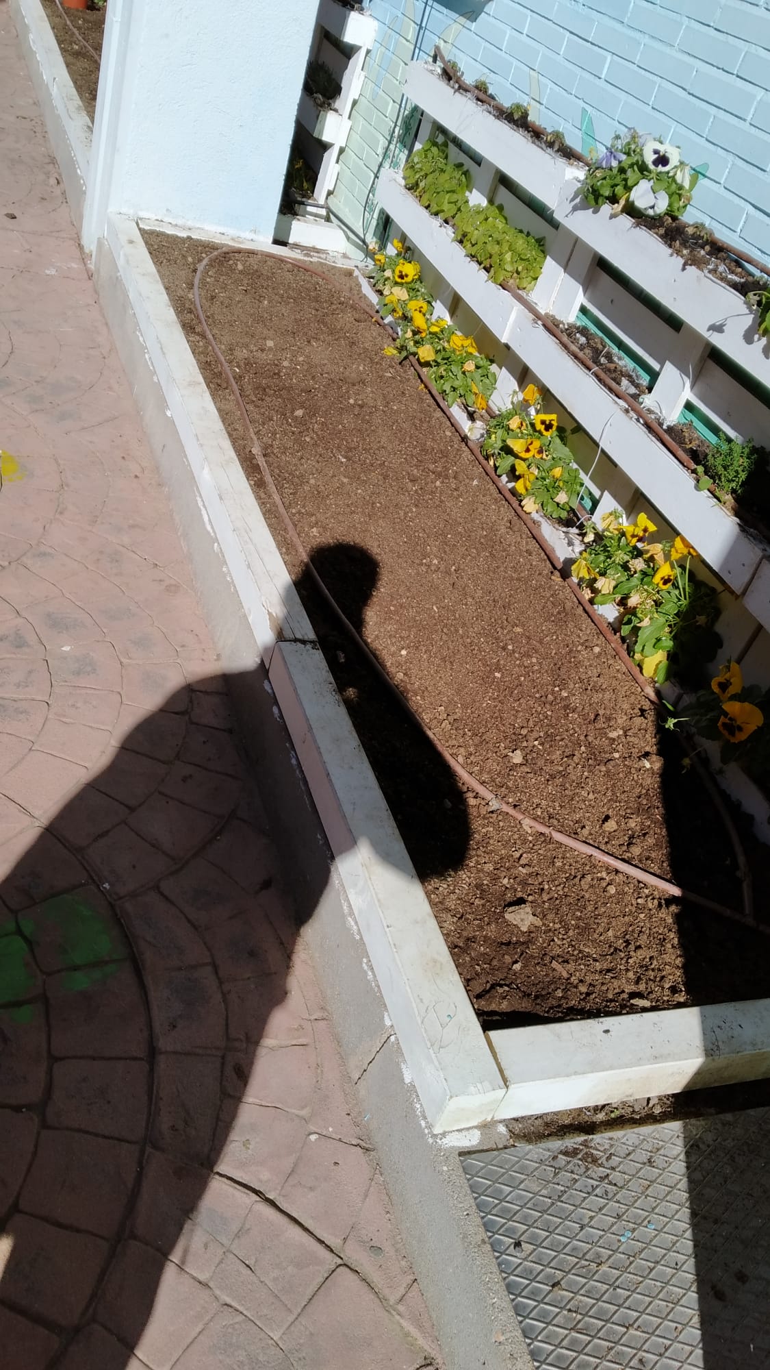 Otra imagen de un bancal en el huerto del C.E.I.P. Miguel Hernández