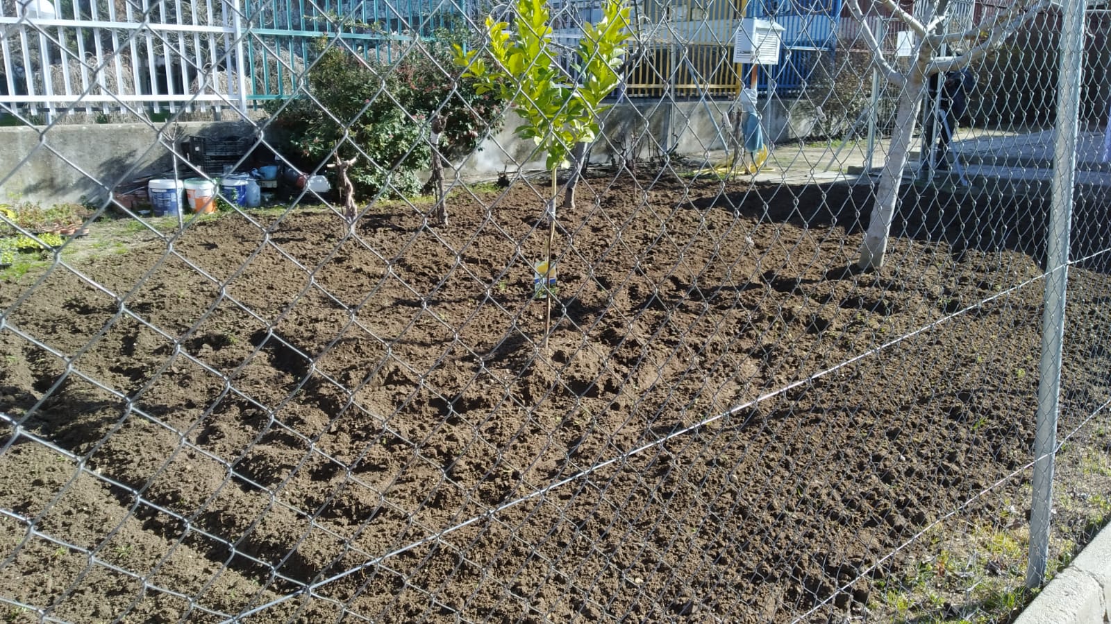 Detalle del huerto del C.E.I.P. Quevedo labrado y con árboles