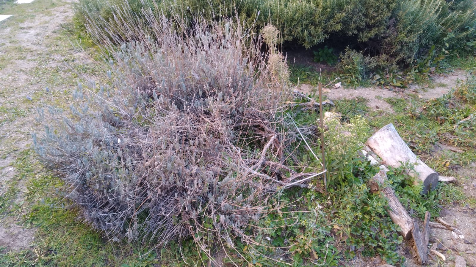 Planta del huerto en el C.E.I.P. Ramón y Cajal