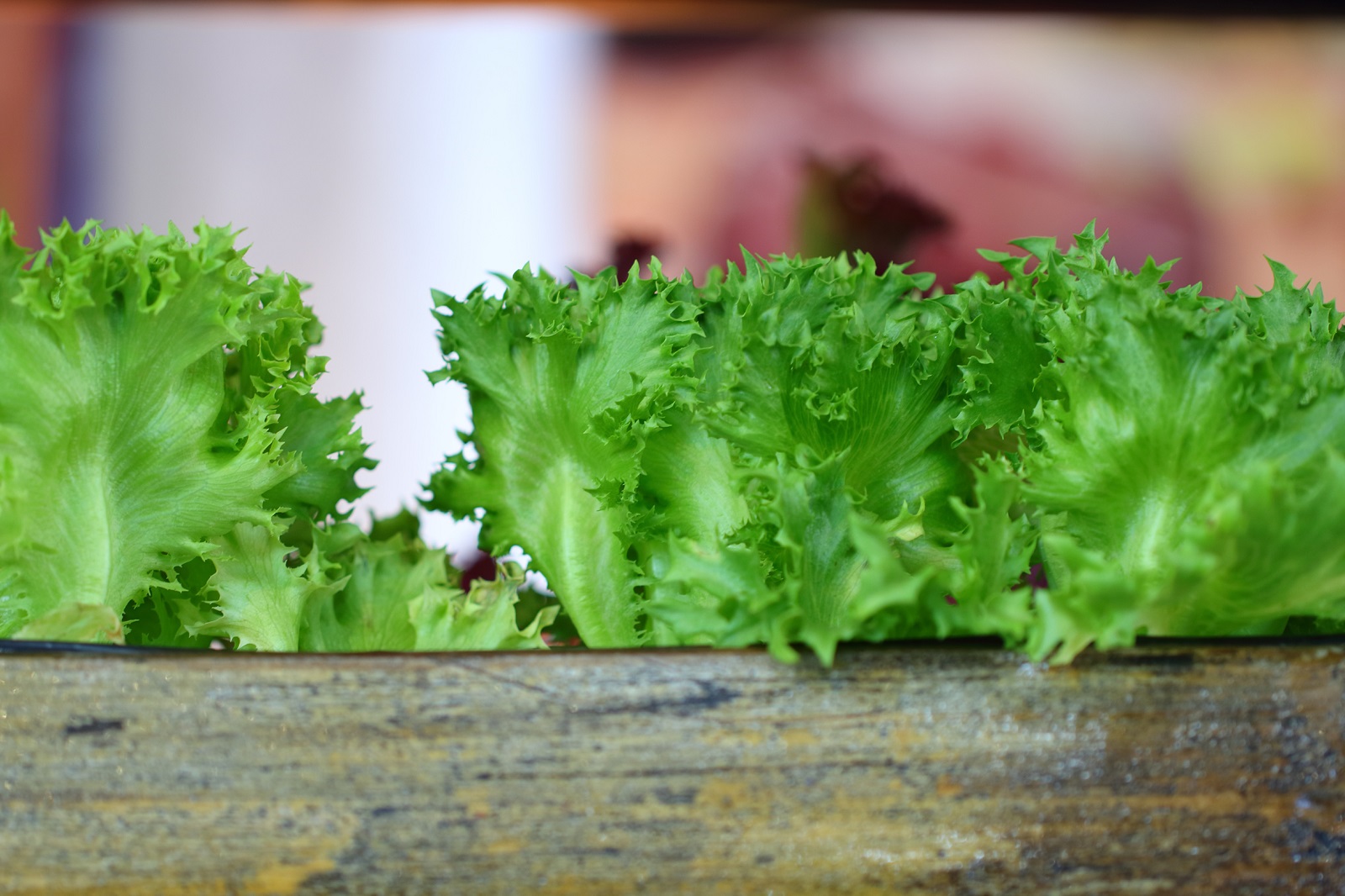 Brotes de lechuga asomando de una caja de cultivo