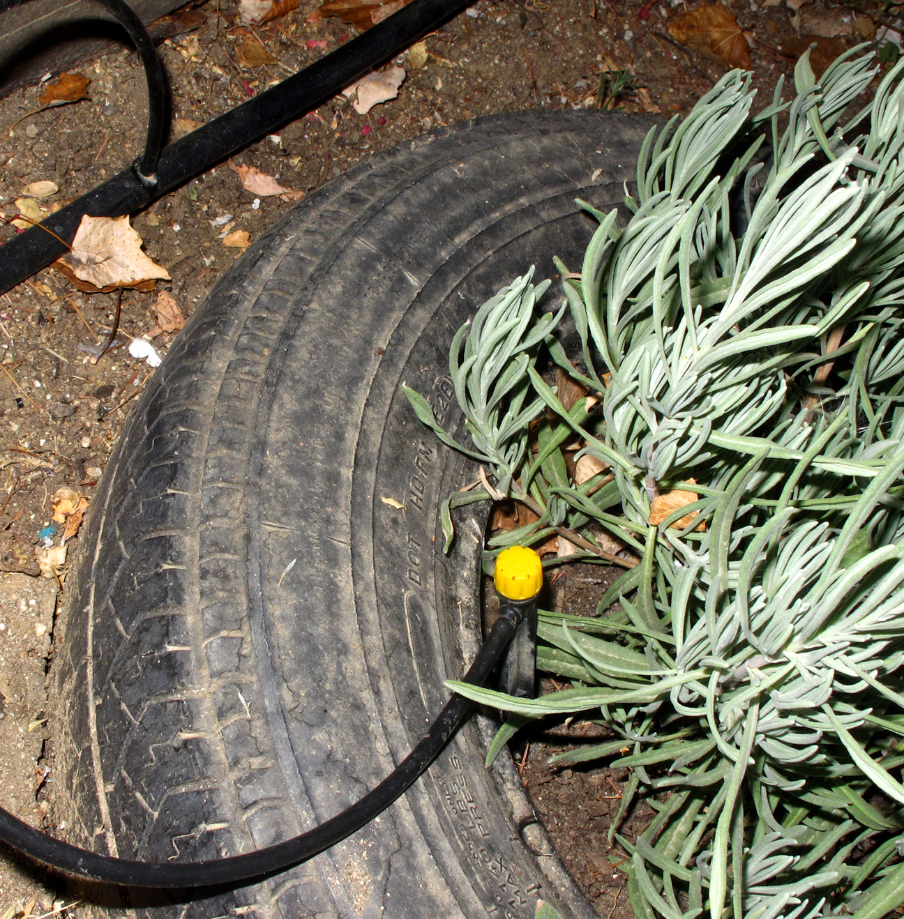 Plantas con sistema de riego dentro de un neumático