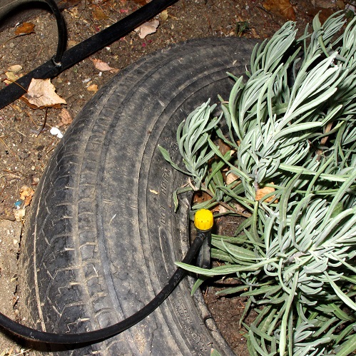 Plantas en un neumático