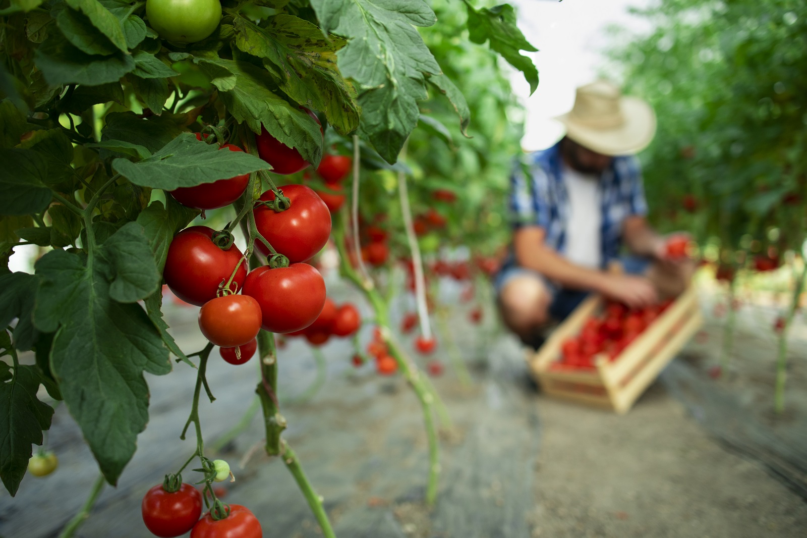 Tomatera en un huerto