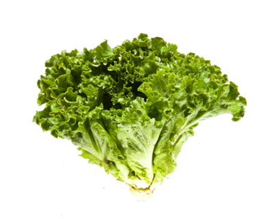 Escarola