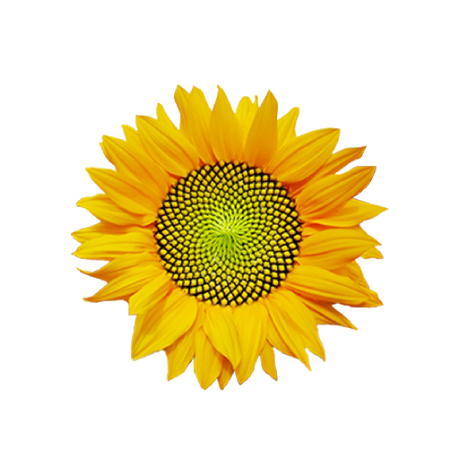 Girasol