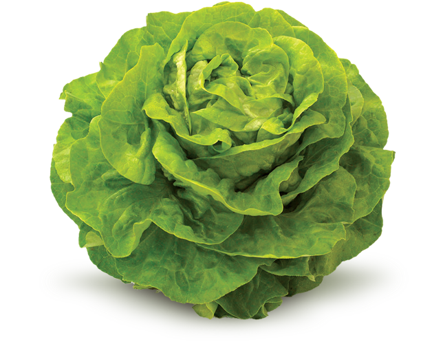 Lechuga