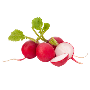Rabanitos