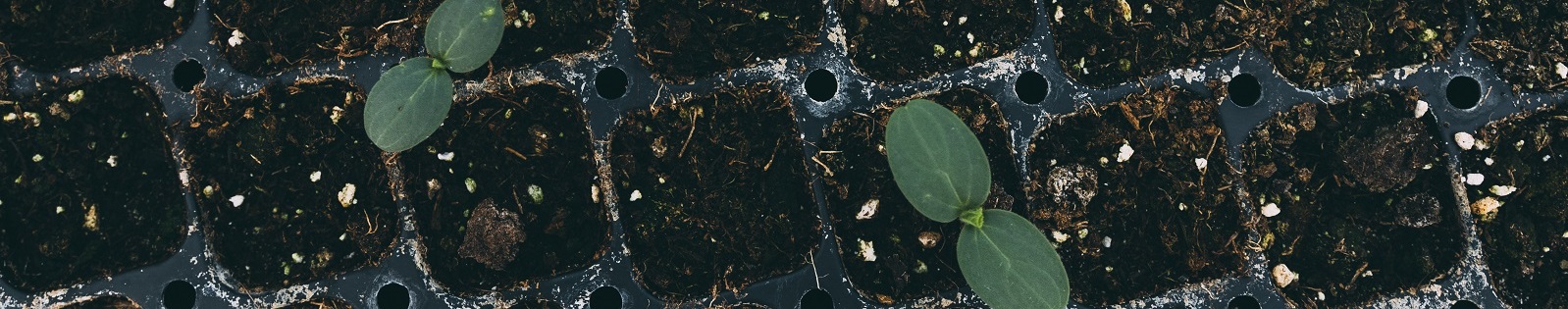 Tierra y brotes de plantas