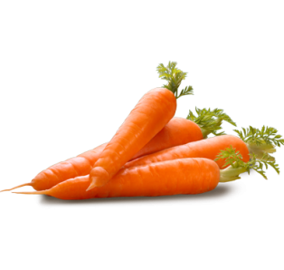 Zanahoria