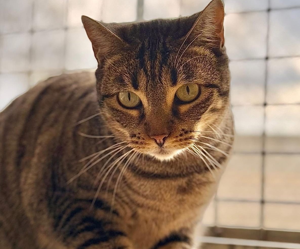 Trance, gato en adopción